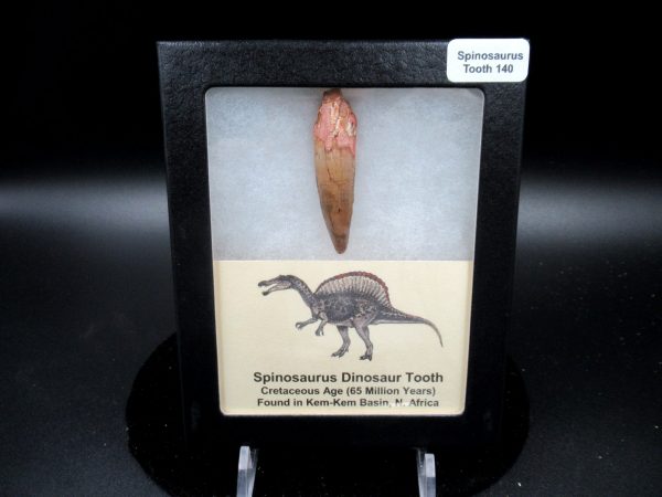 Genuine Cretaceous Age Spinosaurus Dinosaur Tooth Fossil for Sale from Morocco #140