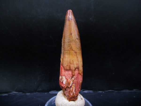 Genuine Cretaceous Age Spinosaurus Dinosaur Tooth Fossil for Sale from Morocco #140a