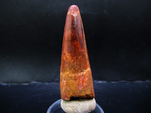 Genuine Cretaceous Age Spinosaurus Dinosaur Tooth Fossil for Sale from Morocco #142