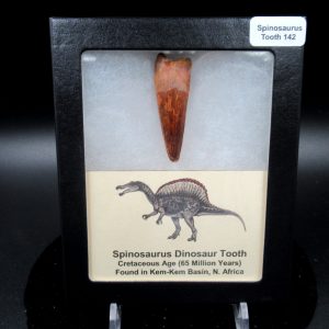 Genuine Cretaceous Age Spinosaurus Dinosaur Tooth Fossil for Sale from Morocco #142