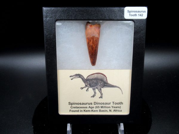 Genuine Cretaceous Age Spinosaurus Dinosaur Tooth Fossil for Sale from Morocco #142