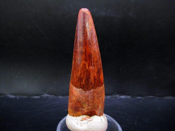 Genuine Cretaceous Age Spinosaurus Dinosaur Tooth Fossil for Sale from Morocco #142a