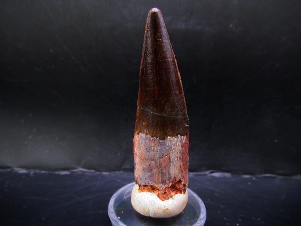 Genuine Cretaceous Age Spinosaurus Dinosaur Tooth Fossil for Sale from Morocco #143