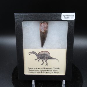 Genuine Cretaceous Age Spinosaurus Dinosaur Tooth Fossil for Sale from Morocco #143