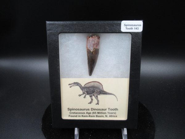 Genuine Cretaceous Age Spinosaurus Dinosaur Tooth Fossil for Sale from Morocco #143