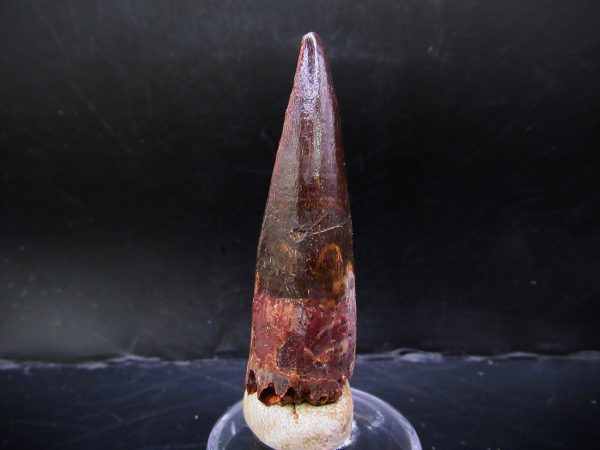 Genuine Cretaceous Age Spinosaurus Dinosaur Tooth Fossil for Sale from Morocco #143a