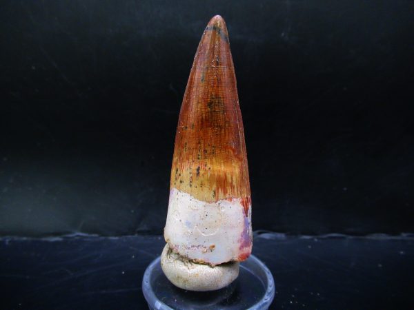 Genuine Cretaceous Age Spinosaurus Dinosaur Tooth Fossil for Sale from Morocco #144