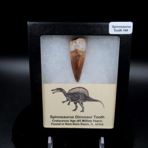 Genuine Cretaceous Age Spinosaurus Dinosaur Tooth Fossil for Sale from Morocco #144