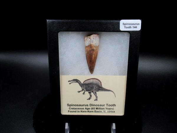 Genuine Cretaceous Age Spinosaurus Dinosaur Tooth Fossil for Sale from Morocco #144