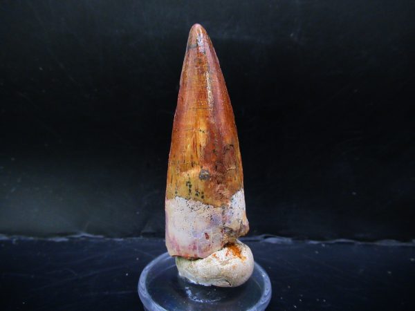 Genuine Cretaceous Age Spinosaurus Dinosaur Tooth Fossil for Sale from Morocco #144a