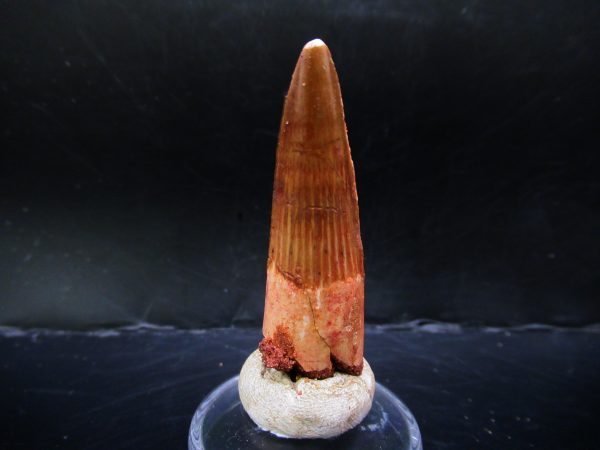 Genuine Cretaceous Age Spinosaurus Dinosaur Tooth Fossil for Sale from Morocco #145