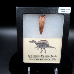 Genuine Cretaceous Age Spinosaurus Dinosaur Tooth Fossil for Sale from Morocco #145