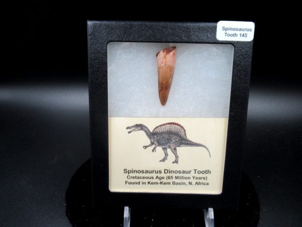 Genuine Cretaceous Age Spinosaurus Dinosaur Tooth Fossil for Sale from Morocco #145