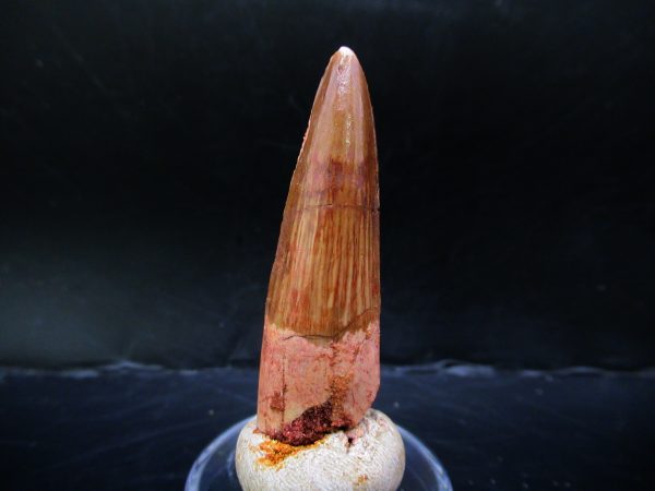 Genuine Cretaceous Age Spinosaurus Dinosaur Tooth Fossil for Sale from Morocco #145a