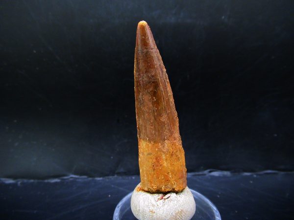 Genuine Cretaceous Age Spinosaurus Dinosaur Tooth Fossil for Sale from Morocco #146