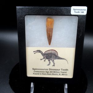 Genuine Cretaceous Age Spinosaurus Dinosaur Tooth Fossil for Sale from Morocco #146