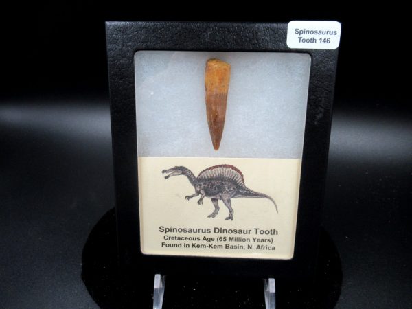 Genuine Cretaceous Age Spinosaurus Dinosaur Tooth Fossil for Sale from Morocco #146