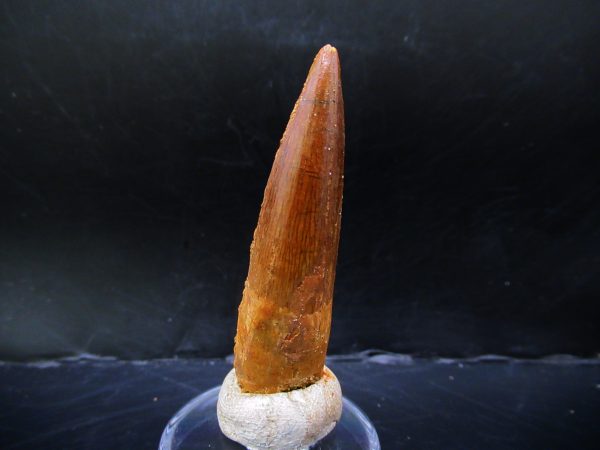 Genuine Cretaceous Age Spinosaurus Dinosaur Tooth Fossil for Sale from Morocco #146a