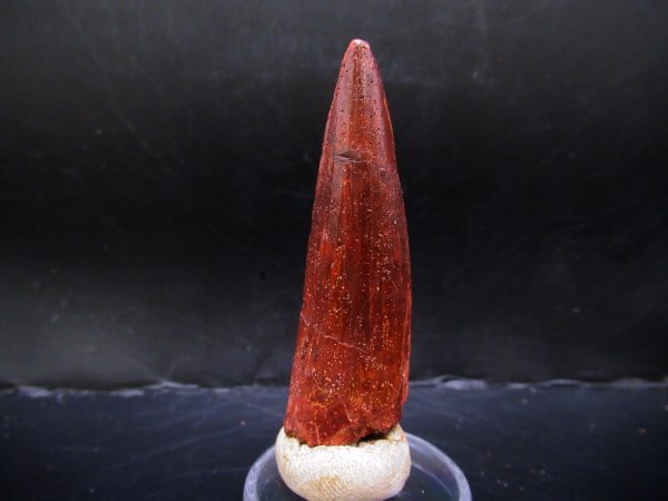 Genuine Cretaceous Age Spinosaurus Dinosaur Tooth Fossil for Sale from Morocco #147