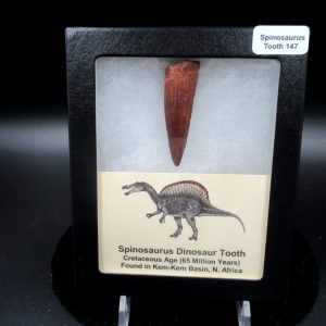 Genuine Cretaceous Age Spinosaurus Dinosaur Tooth Fossil for Sale from Morocco #147