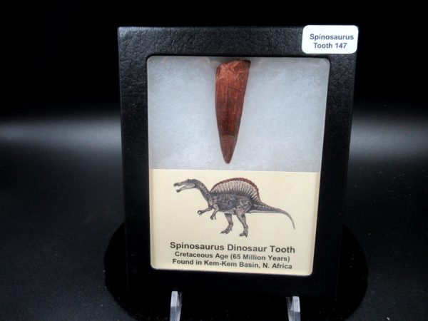 Genuine Cretaceous Age Spinosaurus Dinosaur Tooth Fossil for Sale from Morocco #147