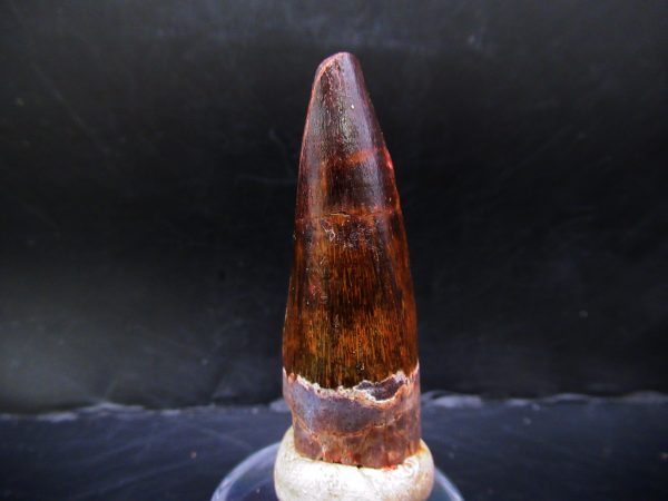 Genuine Cretaceous Age Spinosaurus Dinosaur Tooth Fossil for Sale from Morocco #148