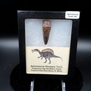 Genuine Cretaceous Age Spinosaurus Dinosaur Tooth Fossil for Sale from Morocco #148