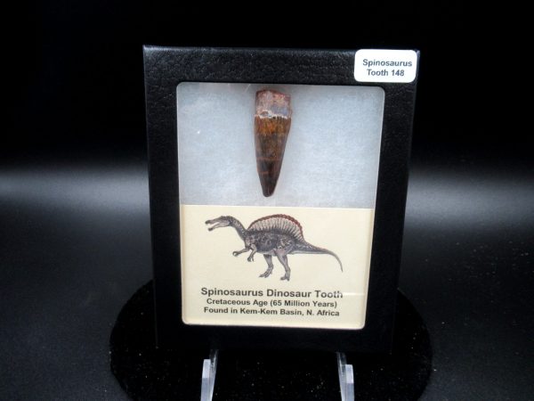 Genuine Cretaceous Age Spinosaurus Dinosaur Tooth Fossil for Sale from Morocco #148