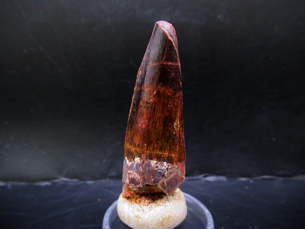 Genuine Cretaceous Age Spinosaurus Dinosaur Tooth Fossil for Sale from Morocco #148a