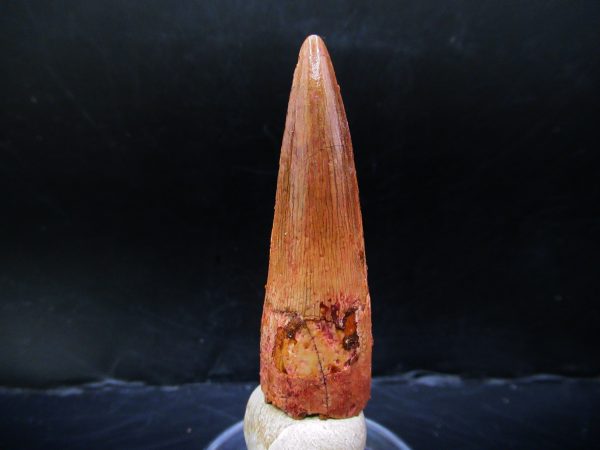 Genuine Cretaceous Age Spinosaurus Dinosaur Tooth Fossil for Sale from Morocco #149