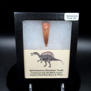 Genuine Cretaceous Age Spinosaurus Dinosaur Tooth Fossil for Sale from Morocco #149