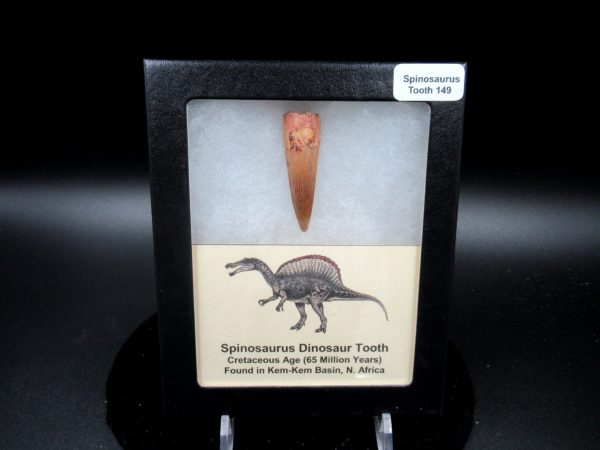 Genuine Cretaceous Age Spinosaurus Dinosaur Tooth Fossil for Sale from Morocco #149