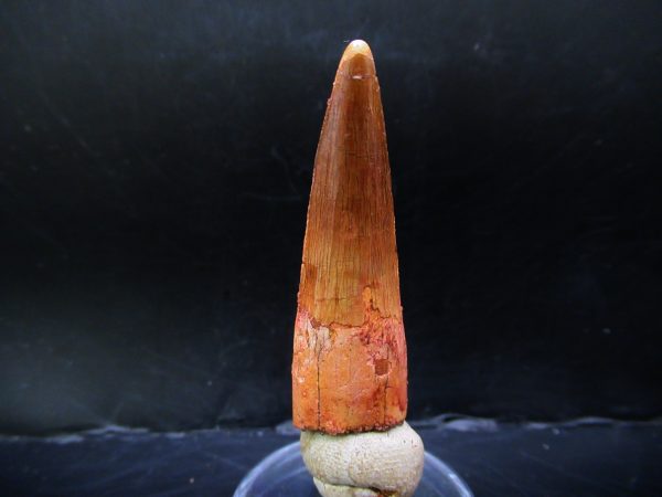 Genuine Cretaceous Age Spinosaurus Dinosaur Tooth Fossil for Sale from Morocco #149a