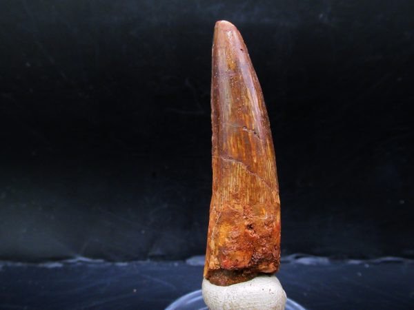 Genuine Cretaceous Age Spinosaurus Dinosaur Tooth Fossil for Sale from Morocco #150