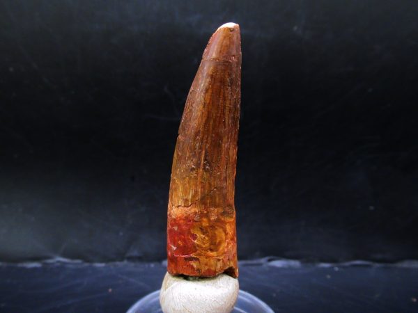 Genuine Cretaceous Age Spinosaurus Dinosaur Tooth Fossil for Sale from Morocco #150a