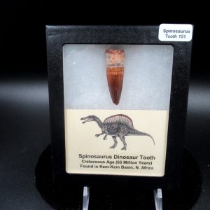 Genuine Cretaceous Age Spinosaurus Dinosaur Tooth Fossil for Sale from Morocco #151