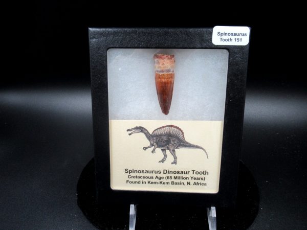 Genuine Cretaceous Age Spinosaurus Dinosaur Tooth Fossil for Sale from Morocco #151