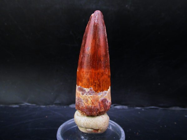 Genuine Cretaceous Age Spinosaurus Dinosaur Tooth Fossil for Sale from Morocco #151a