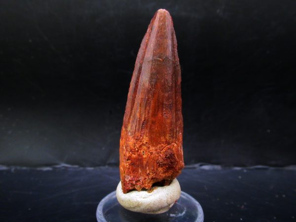 Genuine Cretaceous Age Spinosaurus Dinosaur Tooth Fossil for Sale from Morocco #154