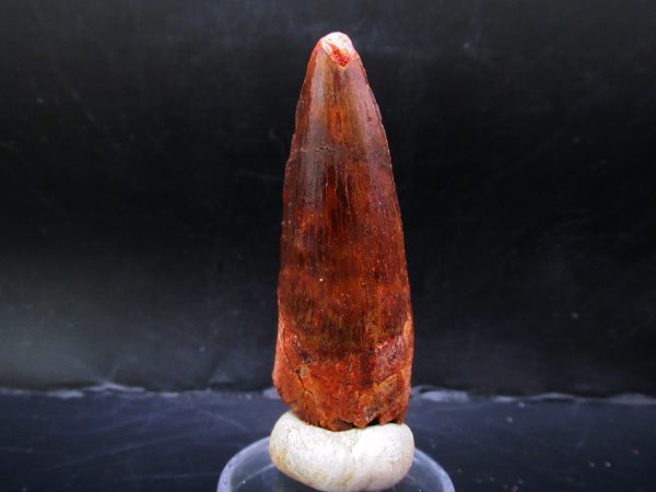 Genuine Cretaceous Age Spinosaurus Dinosaur Tooth Fossil for Sale from Morocco #154a