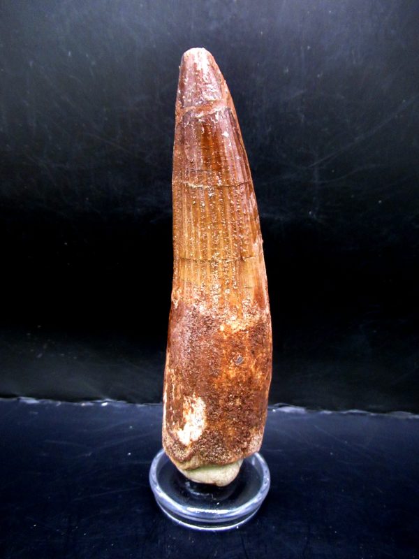 Genuine Cretaceous Age Spinosaurus Dinosaur Tooth Fossil for Sale from Morocco #155