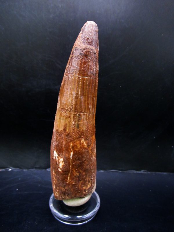 Genuine Cretaceous Age Spinosaurus Dinosaur Tooth Fossil for Sale from Morocco #155a