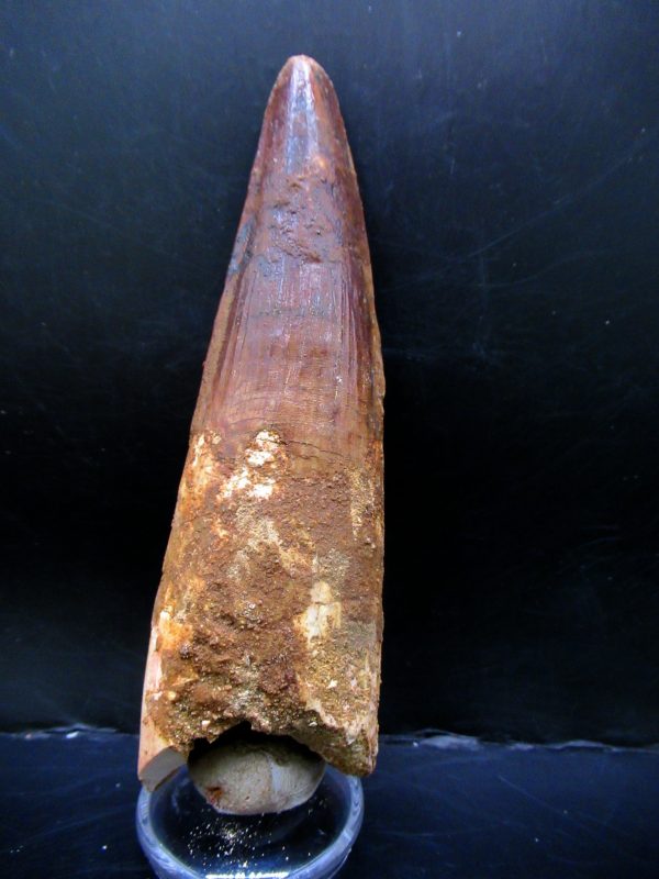 Genuine Cretaceous Age Spinosaurus Dinosaur Tooth Fossil for Sale from Morocco #156