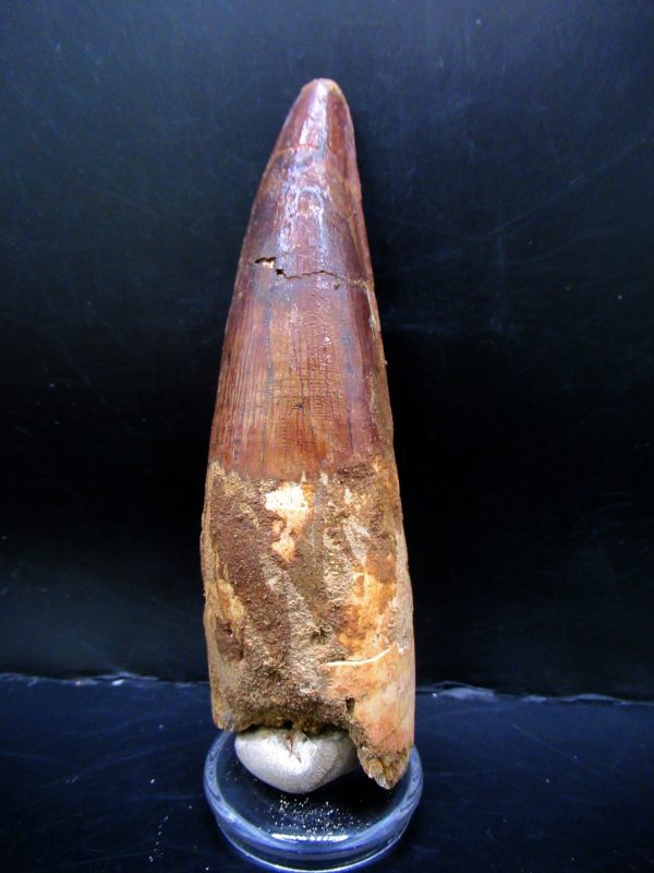 Genuine Cretaceous Age Spinosaurus Dinosaur Tooth Fossil for Sale from Morocco #156a