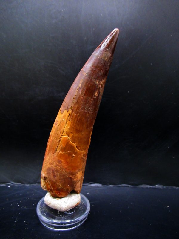 Genuine Cretaceous Age Spinosaurus Dinosaur Tooth Fossil for Sale from Morocco #158a