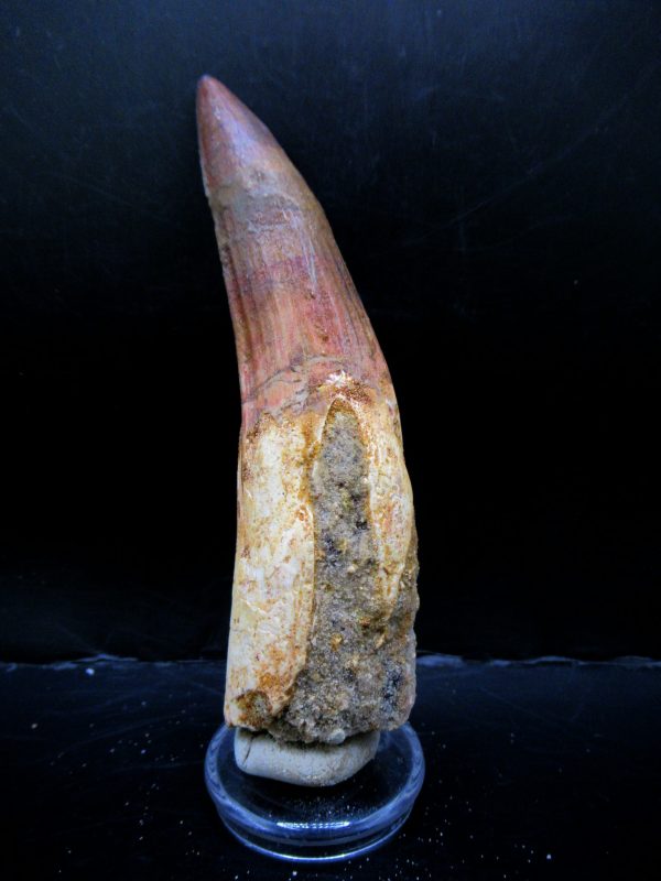 Genuine Cretaceous Age Spinosaurus Dinosaur Tooth Fossil for Sale from Morocco #159