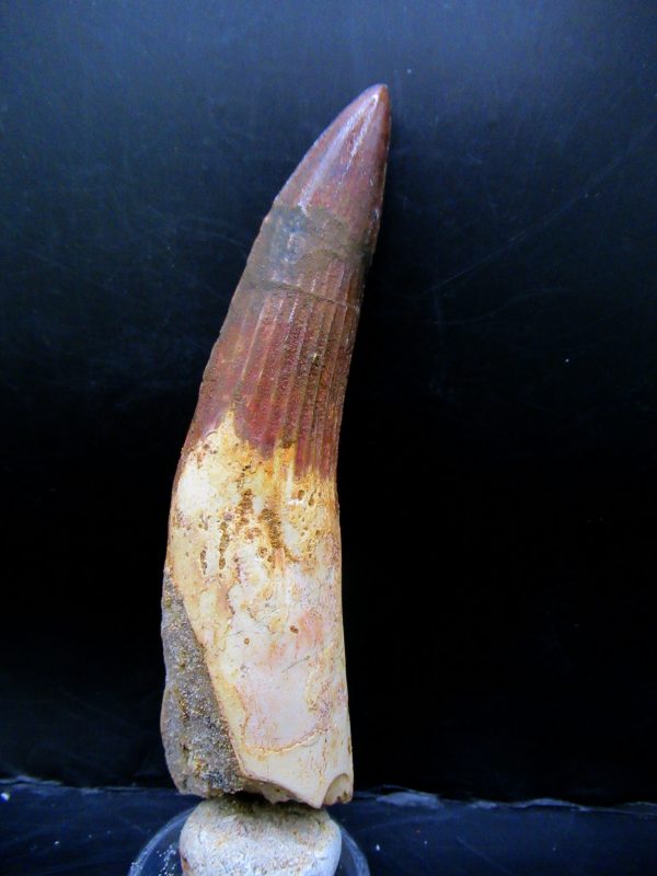 Genuine Cretaceous Age Spinosaurus Dinosaur Tooth Fossil for Sale from Morocco #159a