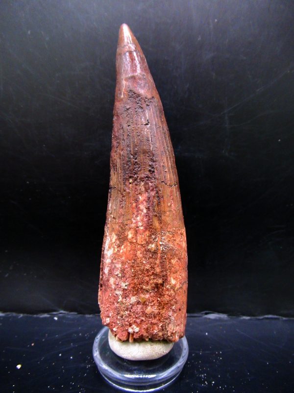 Genuine Cretaceous Age Spinosaurus Dinosaur Tooth Fossil for Sale from Morocco #160