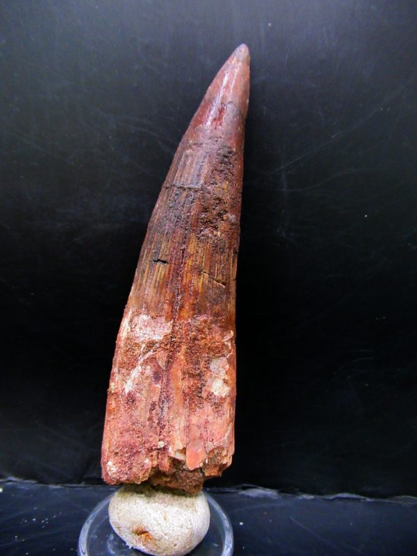 Genuine Cretaceous Age Spinosaurus Dinosaur Tooth Fossil for Sale from Morocco #160a