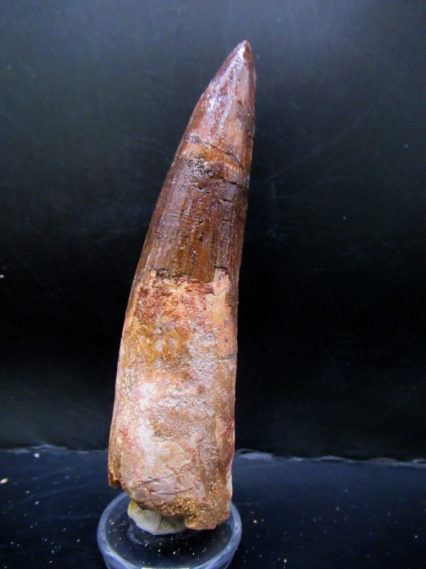 Genuine Cretaceous Age Spinosaurus Dinosaur Tooth Fossil for Sale from Morocco #162a